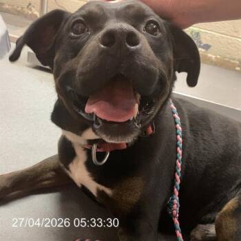 American Staffordshire Terrier and Mixed Breed Dogs Available for Adoption in Indianapolis, Indiana - BLAKK | PetCurious