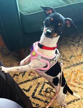 Moxie -  Chihuahua Dog for Adoption in Eugene, Oregon - Moxie | PetCurious