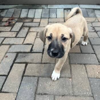 Rescue Great Pyrenees Dogs for Adoption in Cumming, Georgia - Millie 21789 | PetCurious