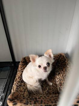 Della -  Chihuahua Dog for Adoption in Newman, California - Della | PetCurious