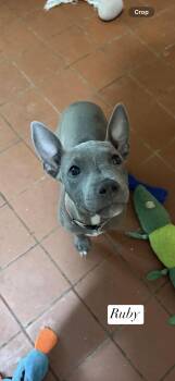 Ruby red -  Pit Bull Terrier Dog for Adoption in Semmes, Alabama - Ruby Red | PetCurious
