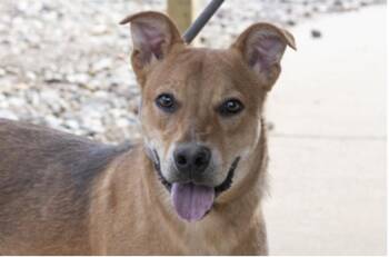 Harvard -  Mixed Breed Dog for Adoption in Terre Haute, Indiana - Harvard | PetCurious