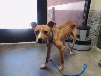 ROY -  Pit Bull Terrier and Mixed Breed Dog for Adoption in Tulsa, Oklahoma - ROY | PetCurious