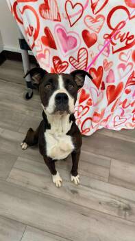 Bailey (IN FOSTER HEARTWORM POSITIVE) -  Pit Bull Terrier Dog Available for Adoption in Snyder, Texas - Bailey (IN FOSTER HEARTWORM POSITIVE) | PetCurious