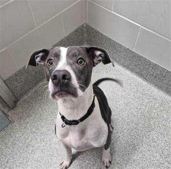 NOVA -  German Shorthaired Pointer and Mixed Breed Dog for Adoption in Omaha, Nebraska - NOVA | PetCurious