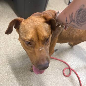 Rescue Pit Bull Terrier and Mixed Breed Dogs for Adoption in League City, Texas - Cream Cheese | PetCurious