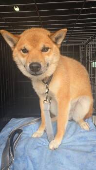 Tim Ferndale -  Shiba Inu Dog for Adoption in Waunakee, Wisconsin - Tim Ferndale | PetCurious