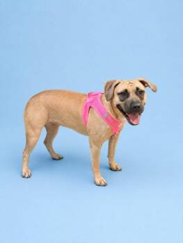 ESPONJITA -  Black Mouth Cur Dog for Adoption in Doral, Florida - ESPONJITA | PetCurious