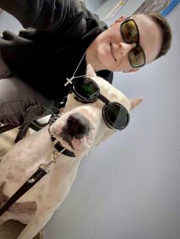 Dogo Argentino Dogs Available for Adoption in Monticello, New York - Travis | PetCurious