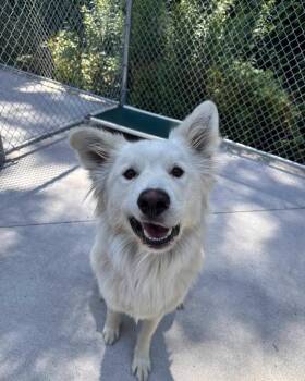 Bolt -  Great Pyrenees and German Shepherd Dog Dog for Adoption in Muskegon, Michigan - Bolt | PetCurious