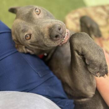Mixed Breed Dogs Available for Adoption in Titusville, Florida - Sawyer | PetCurious