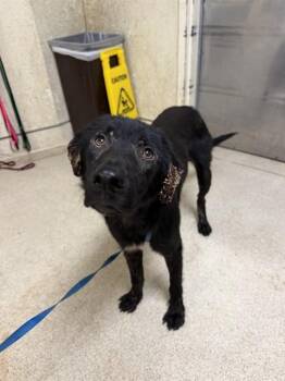 DENVER -  Labrador Retriever and Mixed Breed Dog for Adoption in Riverside, California - DENVER | PetCurious