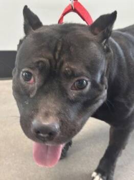 Fox Terrier and Mixed Breed Dogs Available for Adoption - Presley | PetCurious