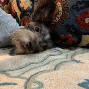 Jolene -  Miniature Schnauzer Dog for Adoption in Broken Arrow, Oklahoma - Jolene | PetCurious