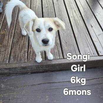 SONGI -  Terrier Dog for Adoption in Johns Creek, Georgia - SONGI | PetCurious