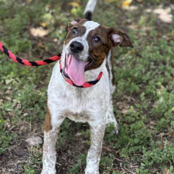 Maisie -  Australian Cattle Dog Blue Heeler and Mixed Breed Dog for Adoption in Hagerstown, Maryland - Maisie | PetCurious