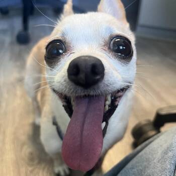 Piper -  Chihuahua and Jack Russell Terrier Dog for Adoption in Lenexa, Kansas - Piper | PetCurious