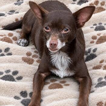 Chica -  Chihuahua Dog for Adoption in Williston, Vermont - Chica | PetCurious