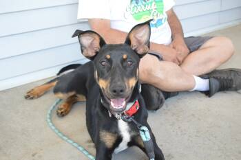 Mindy -  Doberman Pinscher Dog for Adoption in East Haddam, Connecticut - Mindy | PetCurious