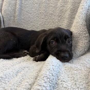 Nelly -  Pit Bull Terrier and Terrier Dog for Adoption in Hawthorne, California - Nelly | PetCurious