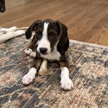 Hound Dogs Available for Adoption in Charlotte, North Carolina - Scarlett | PetCurious