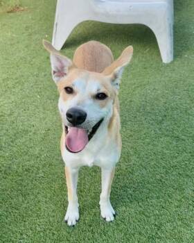 MARLO -  Mixed Breed Dog for Adoption in Dallas, Texas - MARLO | PetCurious