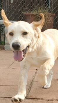 Rescue Labrador Retriever and Mixed Breed Dogs for Adoption in Shreveport, Louisiana - Max | PetCurious