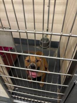 Rescue Pit Bull Terrier Dogs for Adoption in Indianapolis, Indiana - COCOA | PetCurious