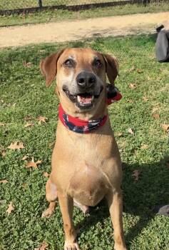 BENNY -  Labrador Retriever and Rhodesian Ridgeback Dog for Adoption - BENNY | PetCurious