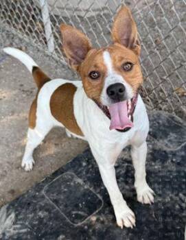 Rescue Jack Russell Terrier Dogs for Adoption in Newburg, Missouri - Jack | PetCurious
