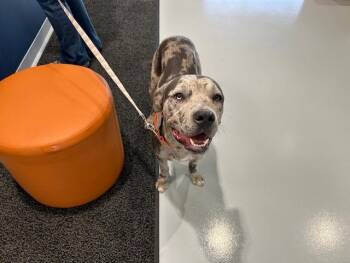 AERO -  Catahoula Leopard Dog Dog for Adoption in Ocala, Florida - AERO | PetCurious