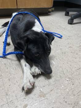 TITO -  Fox Terrier and Mixed Breed Dog for Adoption in Killeen, Texas - TITO | PetCurious