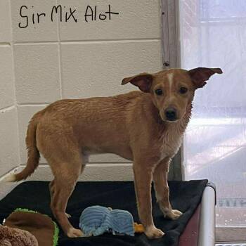 Rescue Feist and Mixed Breed Dogs for Adoption in Milan, Pennsylvania - Cheshire | PetCurious