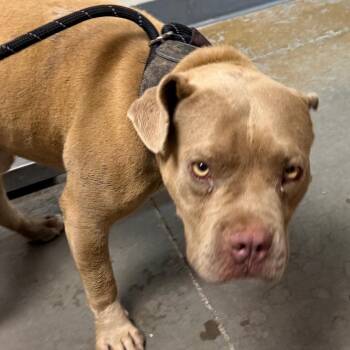 Ezekiel -  Pit Bull Terrier Dog for Adoption in Yuma, Arizona - Ezekiel | PetCurious