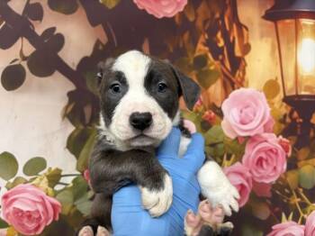 Pit Bull Terrier and Mixed Breed Dogs Available for Adoption in San Bernardino, California - STITCH | PetCurious