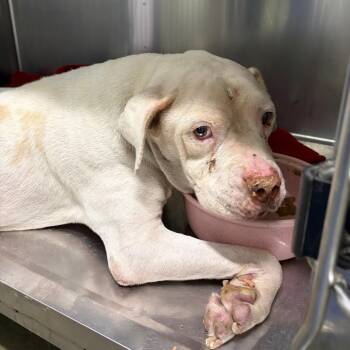 Neo -  Pit Bull Terrier Dog for Adoption in San Gabriel, California - Neo | PetCurious