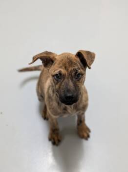 Rescue Pit Bull Terrier Dogs for Adoption in Topeka, Kansas - Leia | PetCurious