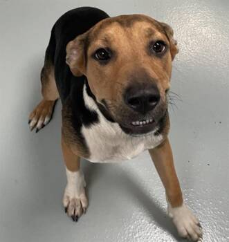 LILY -  Mixed Breed Dog for Adoption in St. Cloud, Florida - LILY | PetCurious
