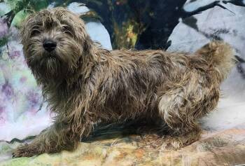 Terrier Dogs Available for Adoption - 260028  Rupert | PetCurious
