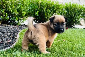 Baby Guh -  Mixed Breed Dog for Adoption in Penryn, California - Baby Guh | PetCurious