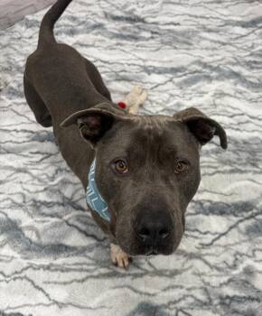 Salman -  Mixed Breed Dog for Adoption in Detroit, Michigan - Salman | PetCurious