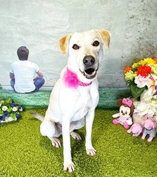 SOMI -  Labrador Retriever Dog for Adoption in Castro Valley, California - SOMI | PetCurious