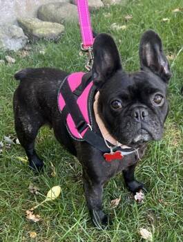 Rescue French Bulldog Dogs for Adoption in Burlington, Wisconsin - Koko | PetCurious