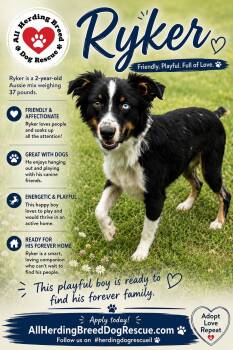 Ryker -  Australian Shepherd Dog for Adoption in Joliet, Illinois - Ryker | PetCurious