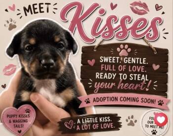 Kisses -  Chihuahua and Rat Terrier Dog for Adoption - Kisses | PetCurious