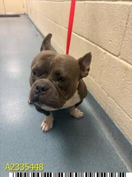A2335448 -  Mixed Breed Dog for Adoption in West Palm Beach, Florida - A2335448 | PetCurious