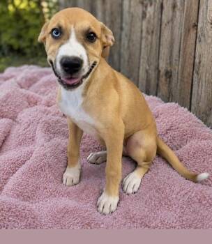 Vine Green -  Boxer and Husky Dog for Adoption in Watertown, Connecticut - Vine Green | PetCurious