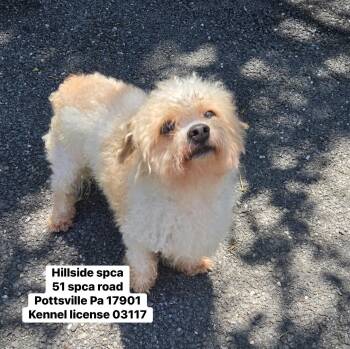 Gizmo -  Poodle Dog Available for Adoption in Pottsville, Pennsylvania - Gizmo | PetCurious