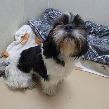 Oreo - Chino Hills Location -  Shih Tzu and None Dog for Adoption in Chino Hills, California - Oreo - Chino Hills Location | PetCurious