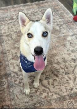 Husky and Siberian Husky Dogs Available for Adoption - Snow Sweetest Boy | PetCurious